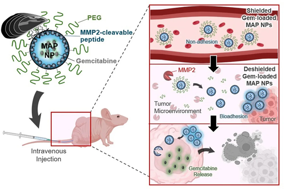 Mussel protein nanoparticles target pancreatic cancer cells