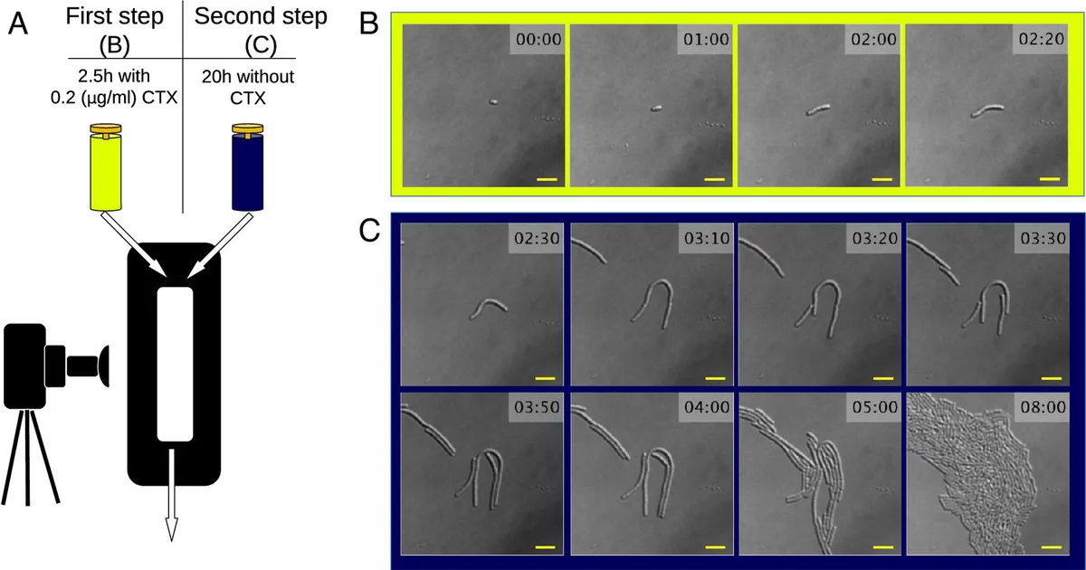 Bacteria sacrifice themselves to shield peers from antibiotics
