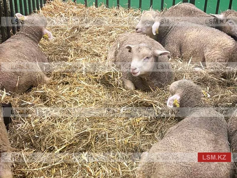 Kazakhstan livestock association sees feed, meat prices rising on drought