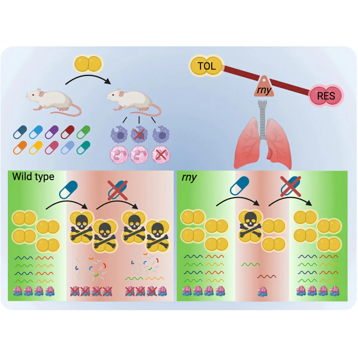 St. Jude study reveals RNA-based survival strategy in antibiotic-tolerant bacteria