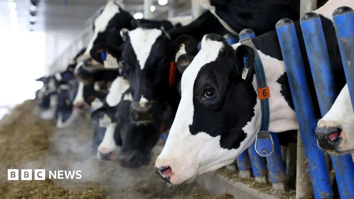 Канадская система управления поставками молочной продукции под угрозой пошлин Трампа