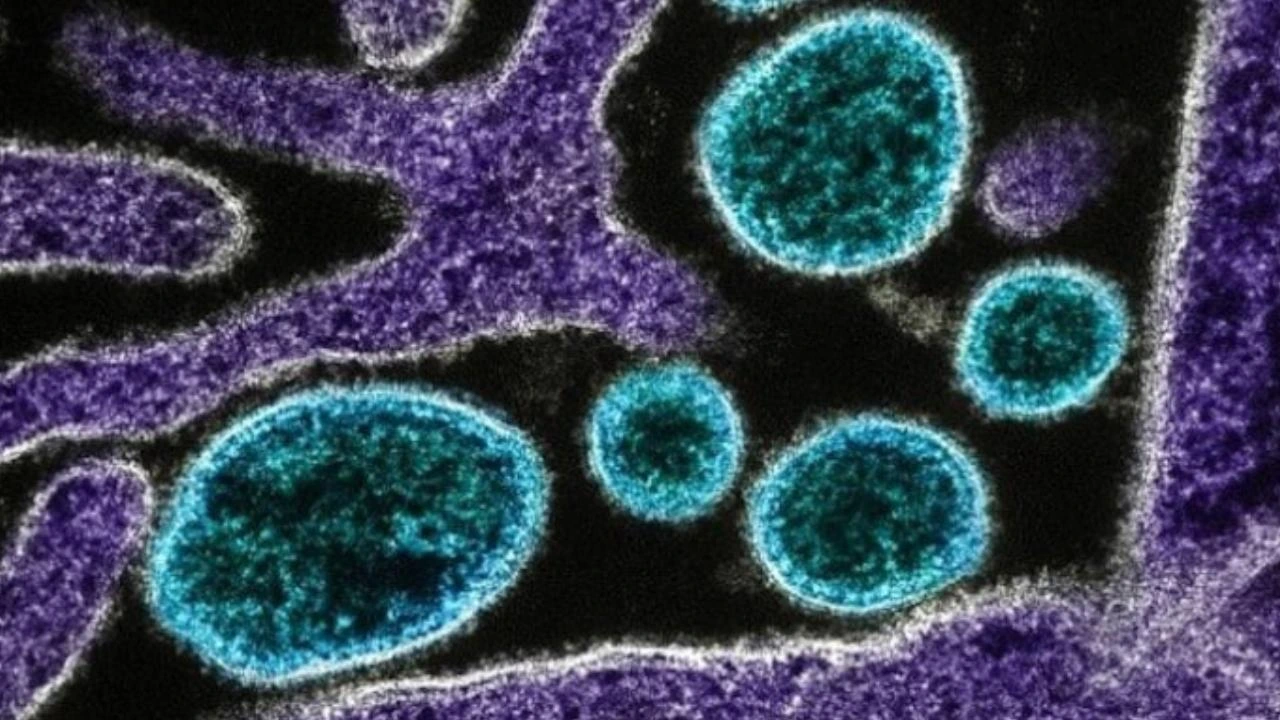 В Стэнфорде с помощью ИИ созданы 16 новых вирусов против E. coli