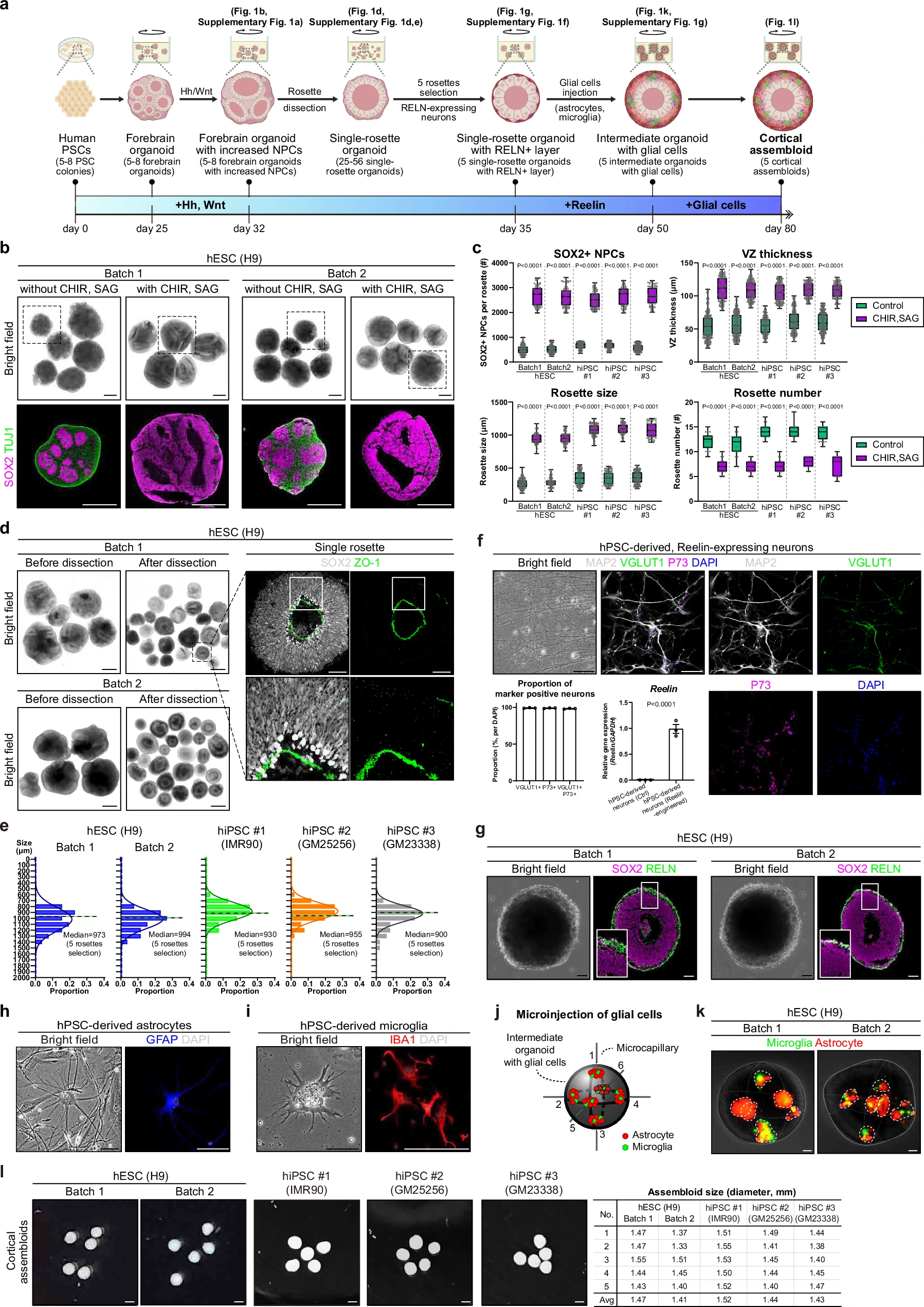 Исследование Nature показало пластичность радиальной глии в кортикальных органоидах мыши
