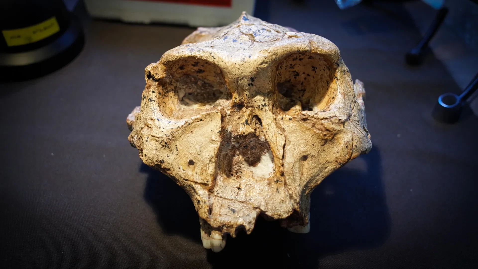 Исследование Monash предлагает включить австралопитеков и парантропов в род Homo за последние 5 млн лет