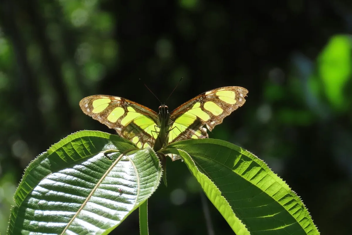 Tropical Insects Face Survival Threat as Climate Change Intensifies