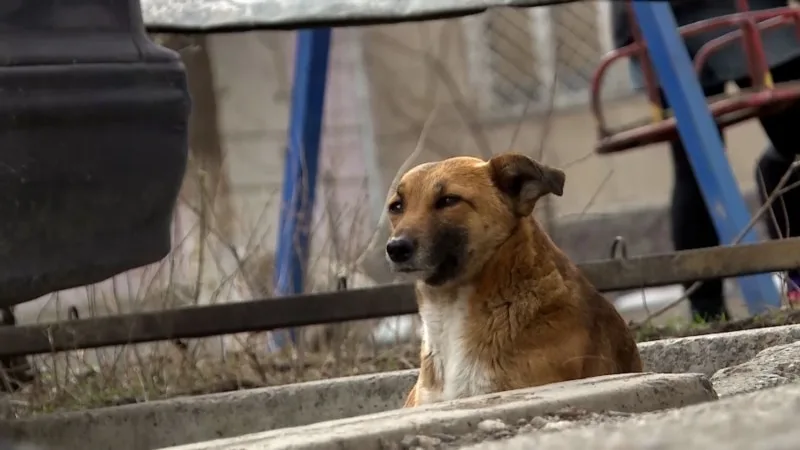 Bishkek Shelter Attacked, 40 Dogs Killed Amid Mystery