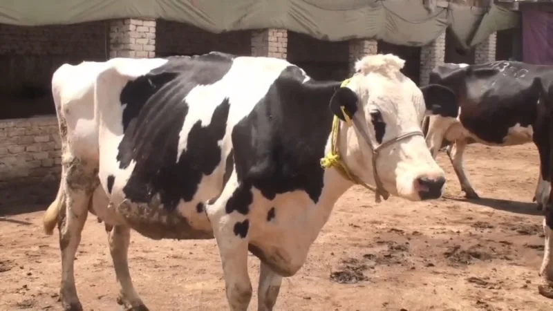 Kyrgyzstan Parliament Committee discusses epizootic situation in closed session