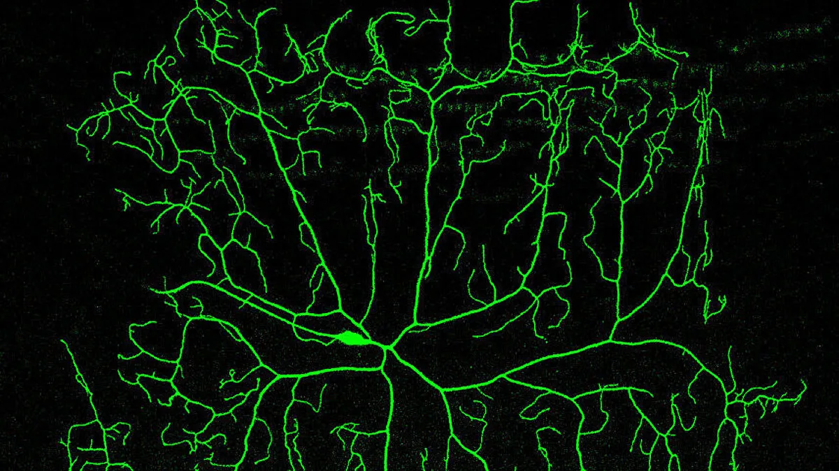 Cornell University unveils genetic toolkit for single-cell analysis in Drosophila