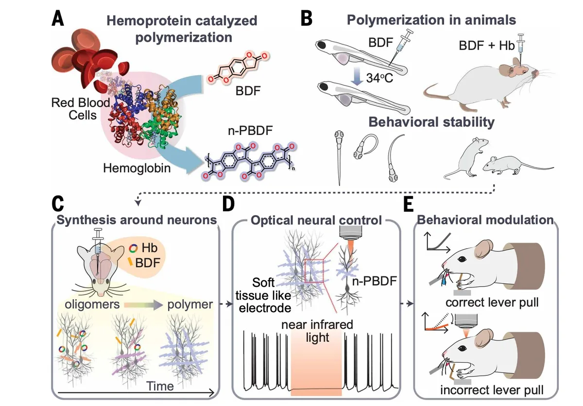 Researchers create polymers for brain control using blood-catalyzed chemistry