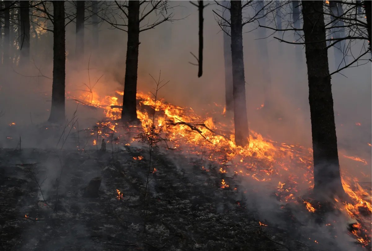 University of Gothenburg warns of wildfire threat to species amid climate change